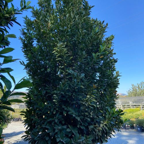 English Laurel - Prunus Laurocerasus - Pulled Nursery