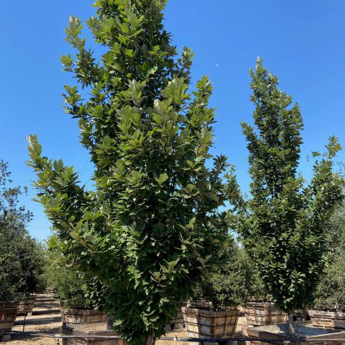 Kindred Spirit Oak (Quercus Robur Kindred Spirit) - Pulled Nursery