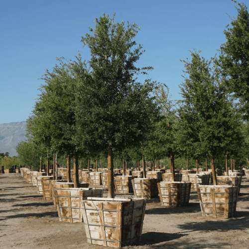 Cathedral Oak - Quercus Virginiana Cathedral - Pulled Nursery