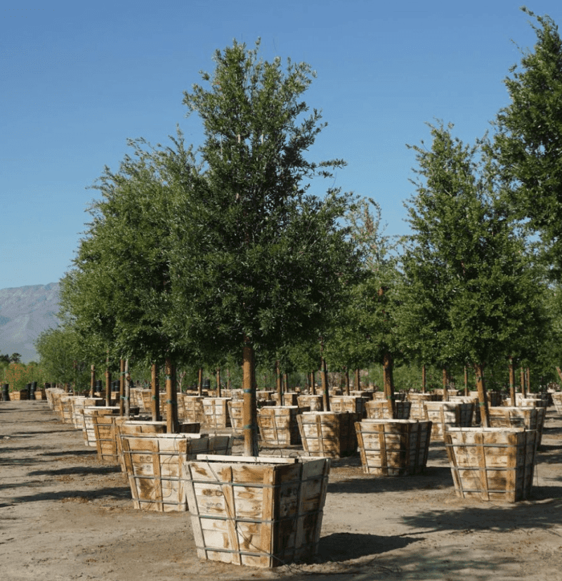 Cathedral Oak - Quercus Virginiana Cathedral - Pulled Nursery