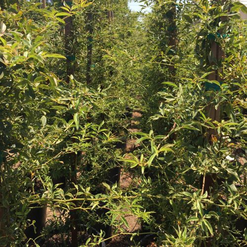 Yellow Lady Banks Climbing Rose (Rosa banksiae 'Lutea') - Pulled Nursery