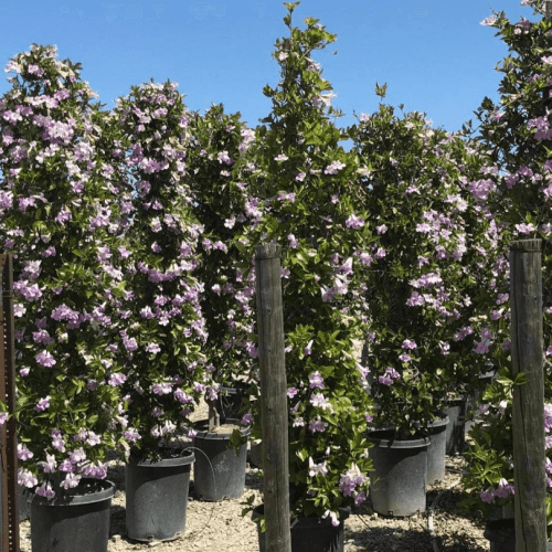 Lavender Trumpet Vine - Clytostoma Callistegioides - Pulled Nursery