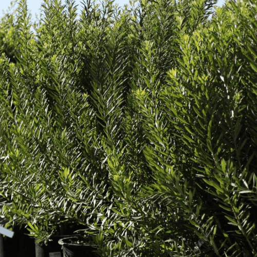 Pacific Wax Myrtle - Myrica Californica 