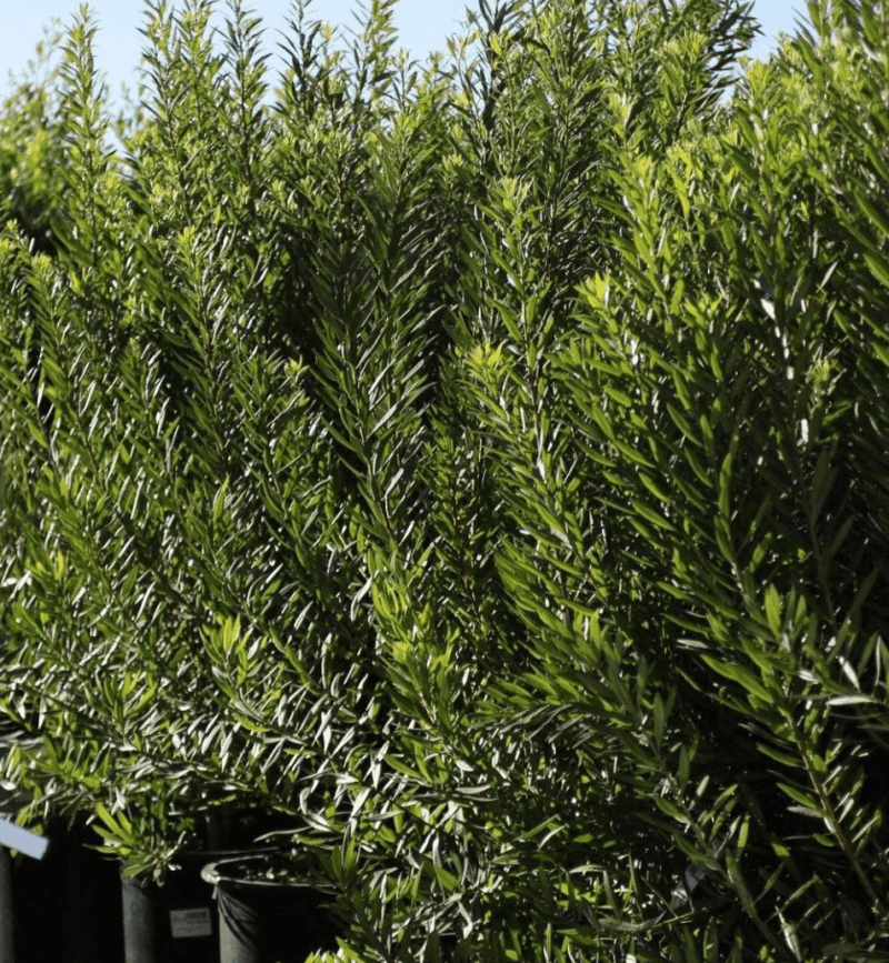 Pacific Wax Myrtle - Myrica Californica