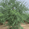 Sweet Acacia - Acacia smallii - Pulled Nursery