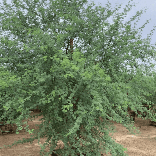 Sweet Acacia - Acacia smallii - Pulled Nursery