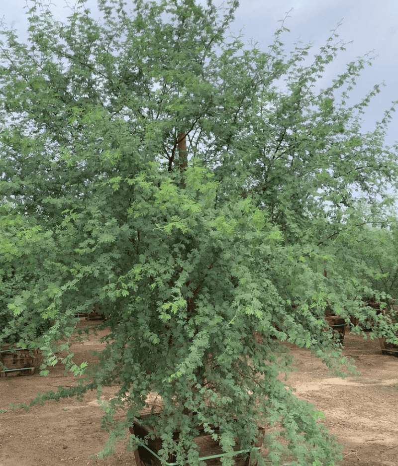 Sweet Acacia - Acacia smallii - Pulled Nursery