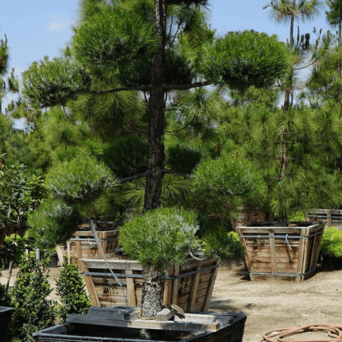 Canary Island Pine (Pinus Canariensis) - Pulled Nursery