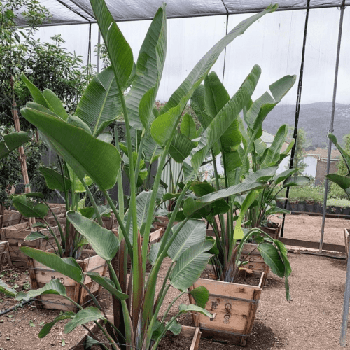 Giant Bird of Paradise (Strelitzia Nicolai)