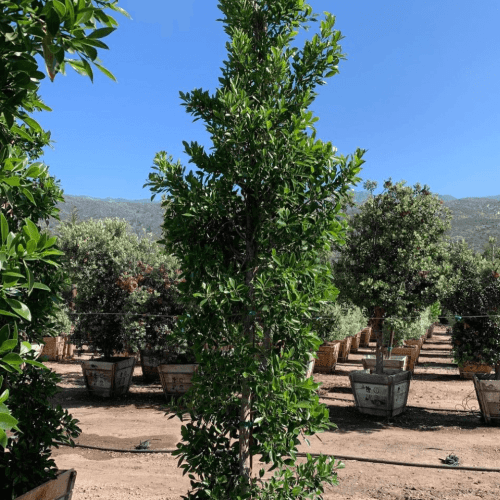 Indian Laurel Columns - Ficus microcarpa nitida - Pulled Nursery