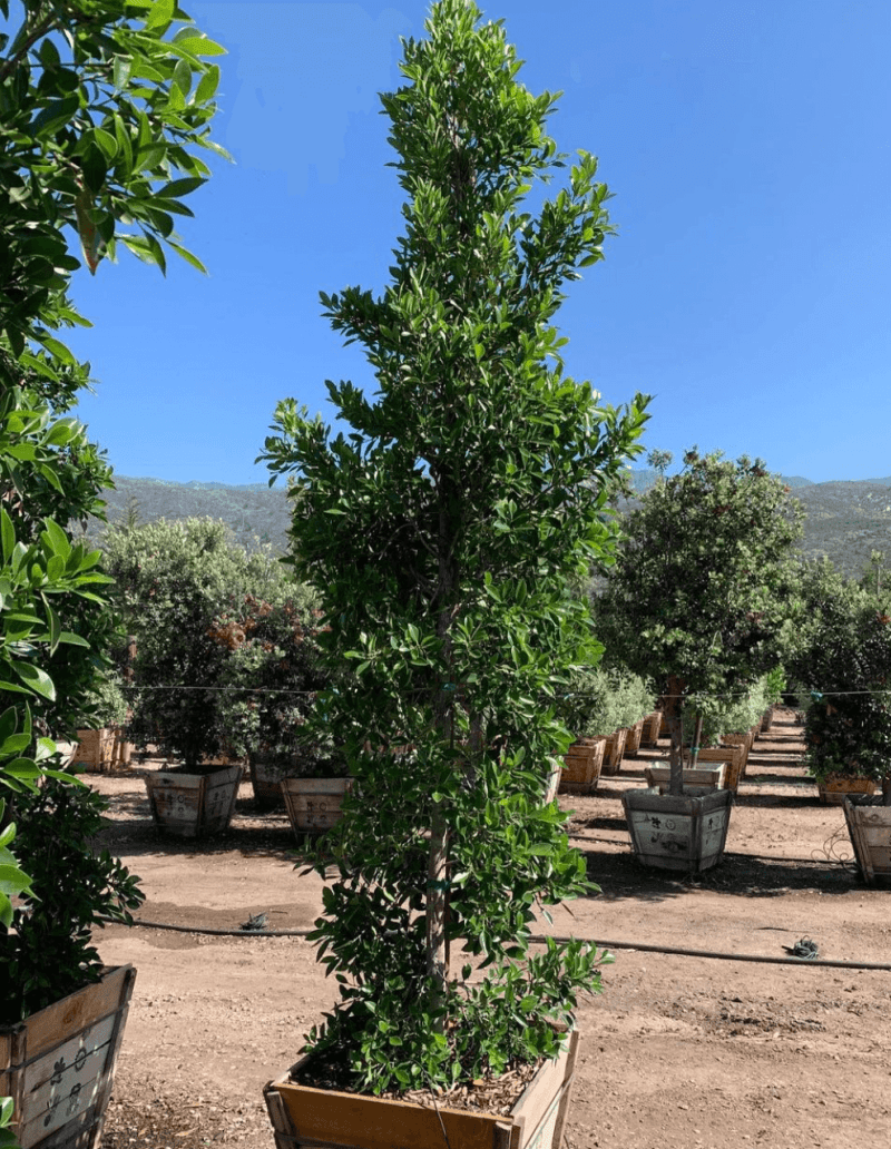 Indian Laurel Columns - Ficus microcarpa nitida - Pulled Nursery