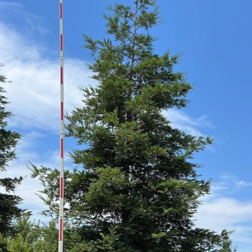 Coast Redwood - Sequoia sempervirens - Pulled Nursery