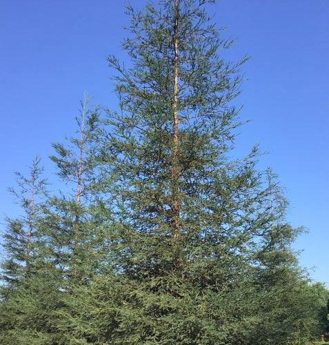 Coast Redwood - Sequoia sempervirens - Pulled Nursery