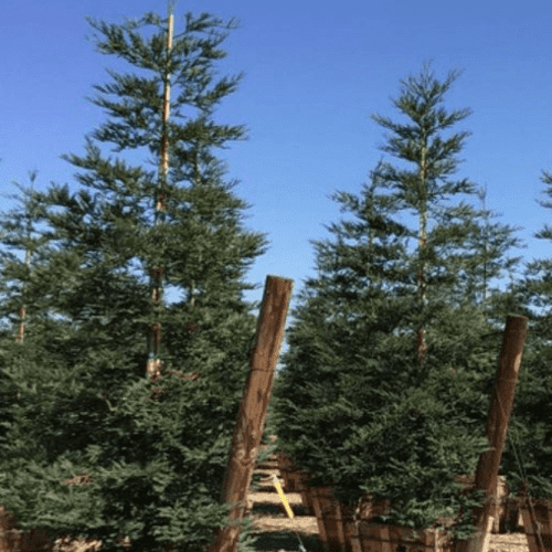 Coast Redwood - Sequoia sempervirens - Pulled Nursery