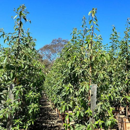 Brisbane Box - Tristania - Pulled Nursery