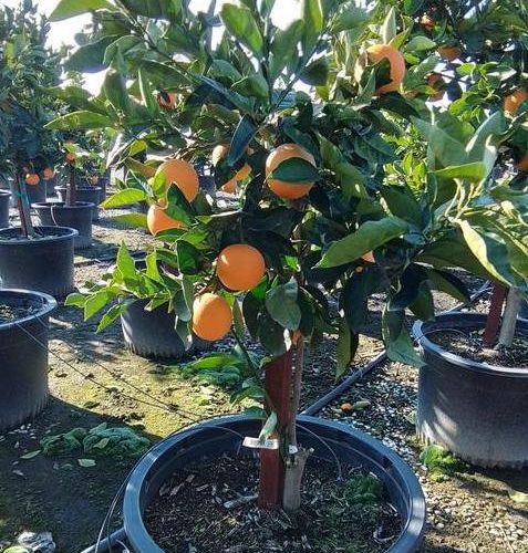 Valencia Orange Tree