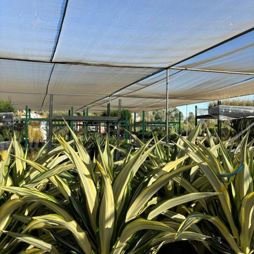 Variegated Mauritius Hemp - Furcraea Foetida Mediopicta - Pulled Nursery