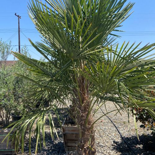 Windmill Palm (Trachycarpus fortunei) - Pulled Nursery