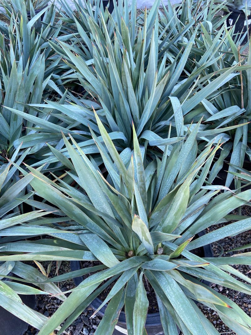 Yucca - Pulled Nursery