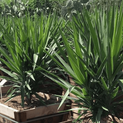 Yucca - Pulled Nursery