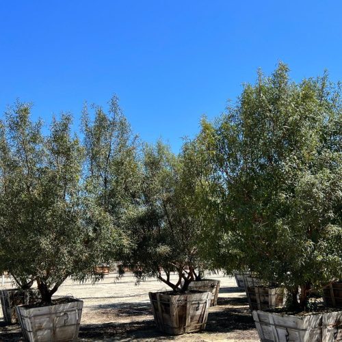 African Sumac (Rhus Lancea) - Pulled Nursery