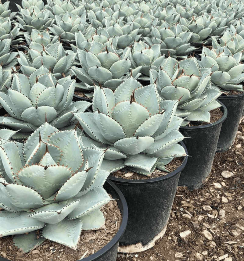 agave blue wave pulled nursery 1