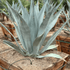 Agave franzosinii - Pulled Nursery