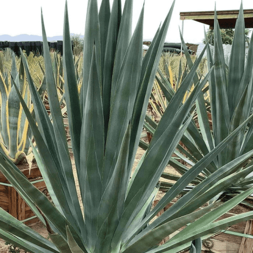 Agave Sisalana - Pulled Nursery