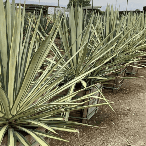 Agave Sisalana - Pulled Nursery