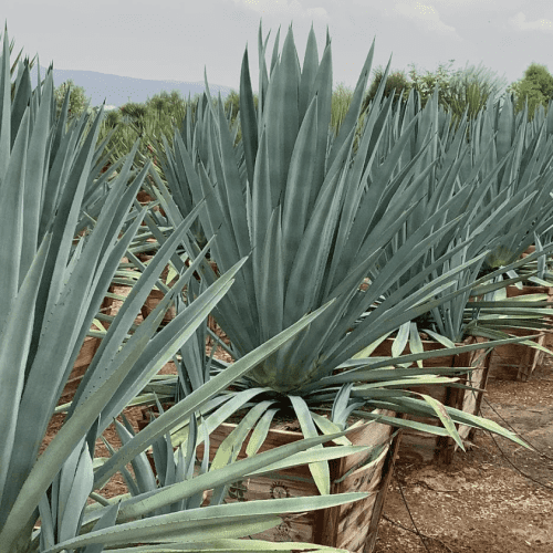 Agave tequilana - Pulled Nursery