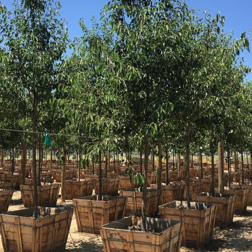 Flowering Pear Tree (Pyrus Calleryana ‘Aristocrat’ ® )