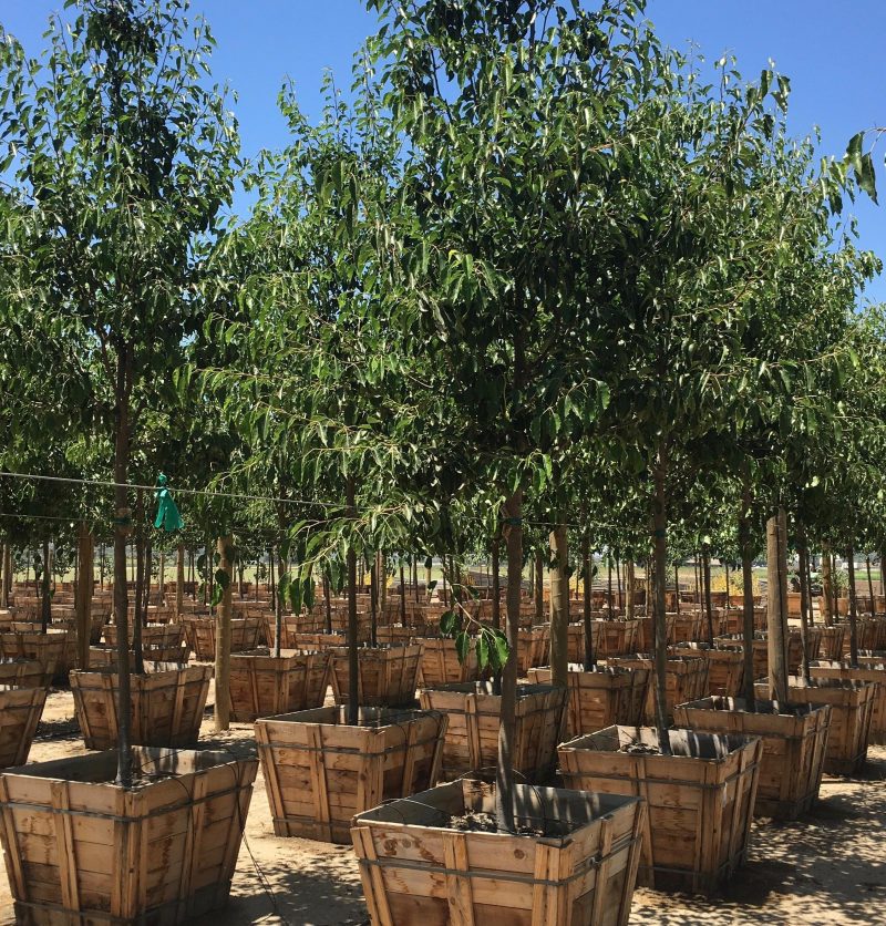 Flowering Pear Tree (Pyrus Calleryana ‘Aristocrat’ ® )