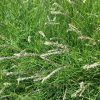 Autumn Moor Grass (Sesleria Autumnalis)