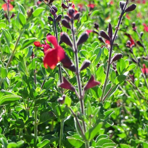 Autumn Sage (Salvia Greggii Red)