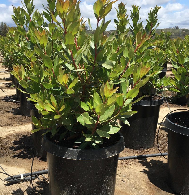 Bay Laurel (Laurus Nobilis)