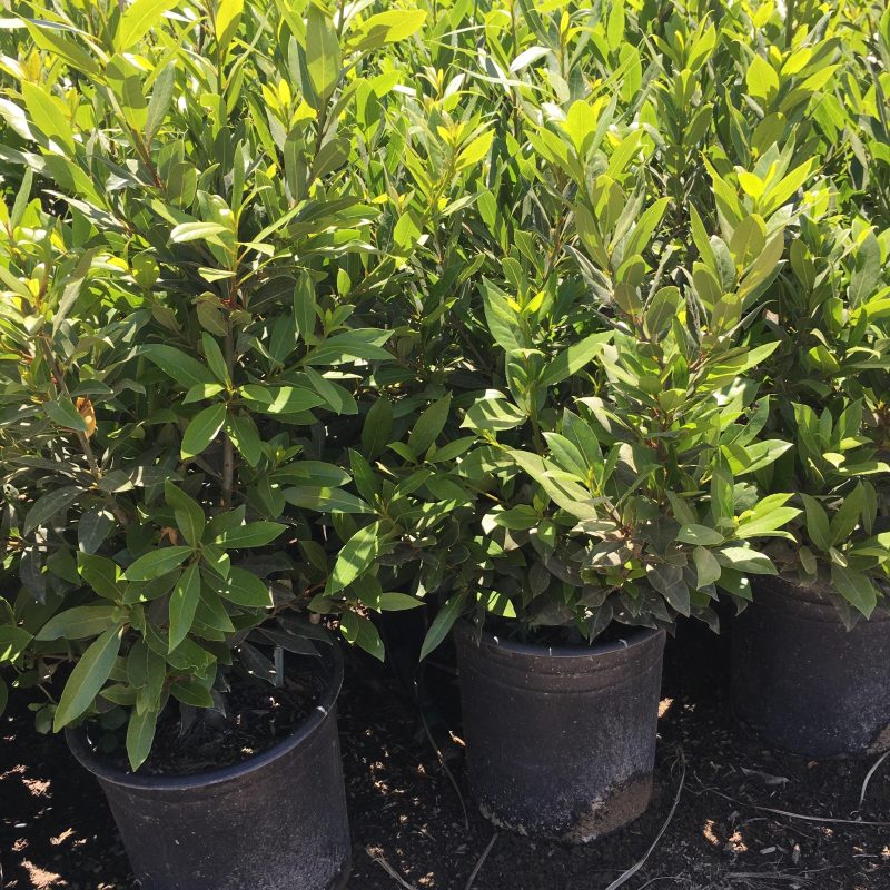 bay laurel laurus nobilis pulled nursery 3