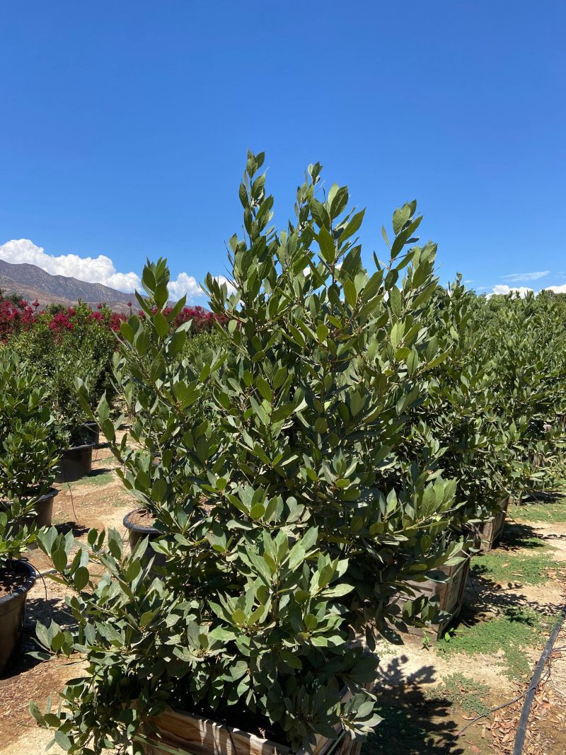 Bay Laurel (Laurus Nobilis) - Pulled Nursery