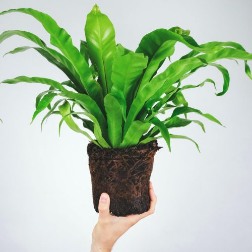 Birds Nest Fern - Pulled Nursery