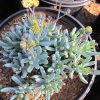 Blue Chalk Sticks (Senecio Serpens) - Pulled Nursery