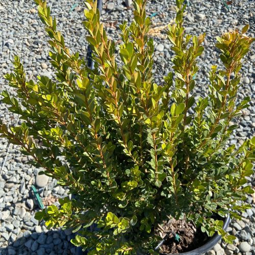 Boxwood - Buxus - Pulled Nursery