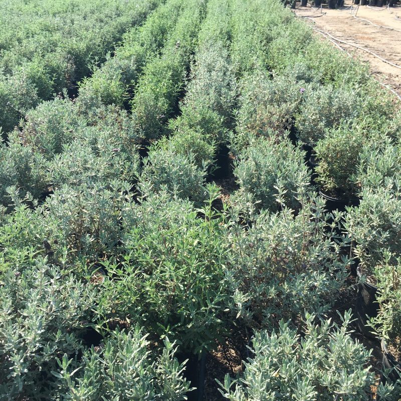 california blue sage salvia allen chickering pulled nursery 2