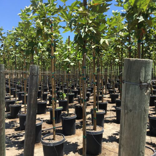 California Sycamore (Platanus Racemosa)