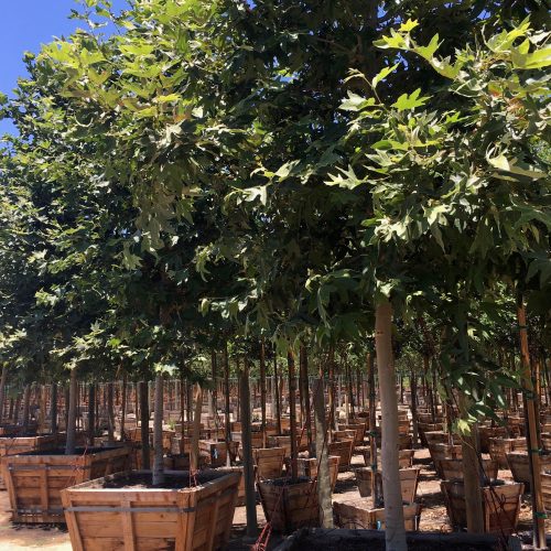 California Sycamore (Platanus Racemosa)