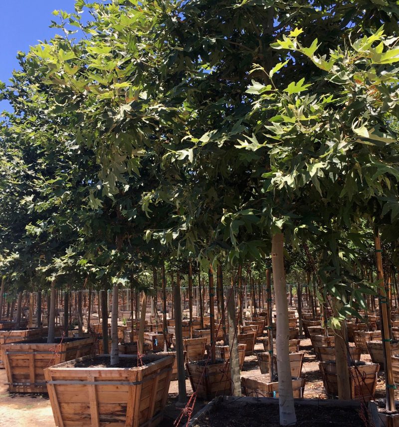 California Sycamore (Platanus Racemosa)