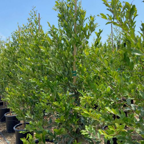 carolina cherry laurel prunus caroliniana pulled nursery 1