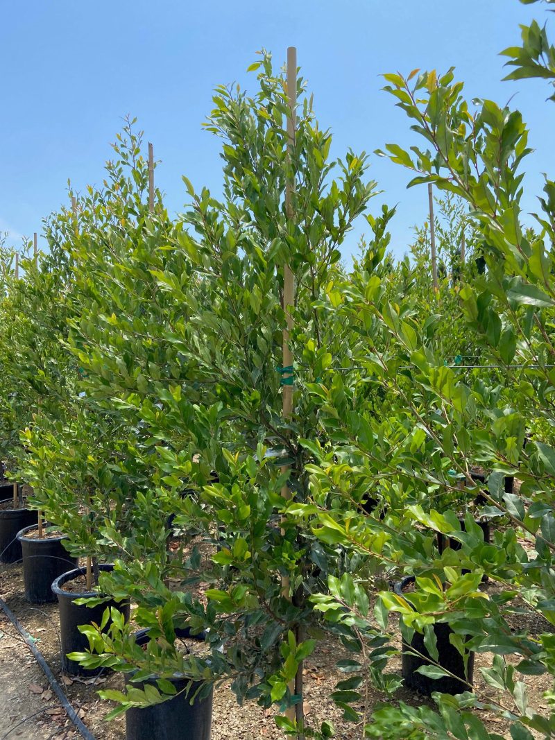 carolina cherry laurel prunus caroliniana pulled nursery 1