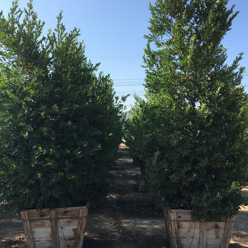 Carolina Cherry Laurel (Prunus Caroliniana)