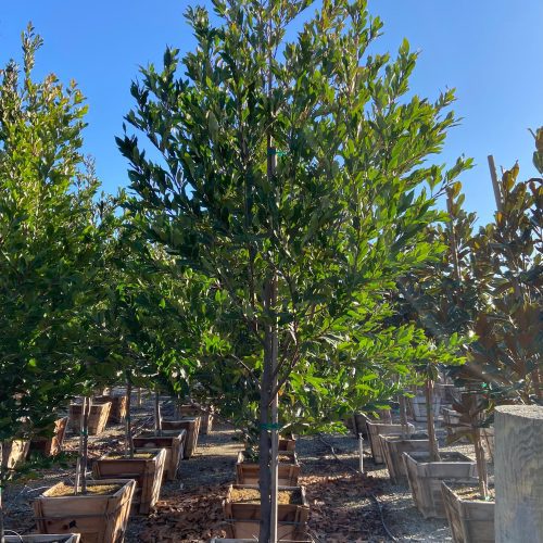 Carolina Cherry Laurel (Prunus Caroliniana) - Pulled Nursery