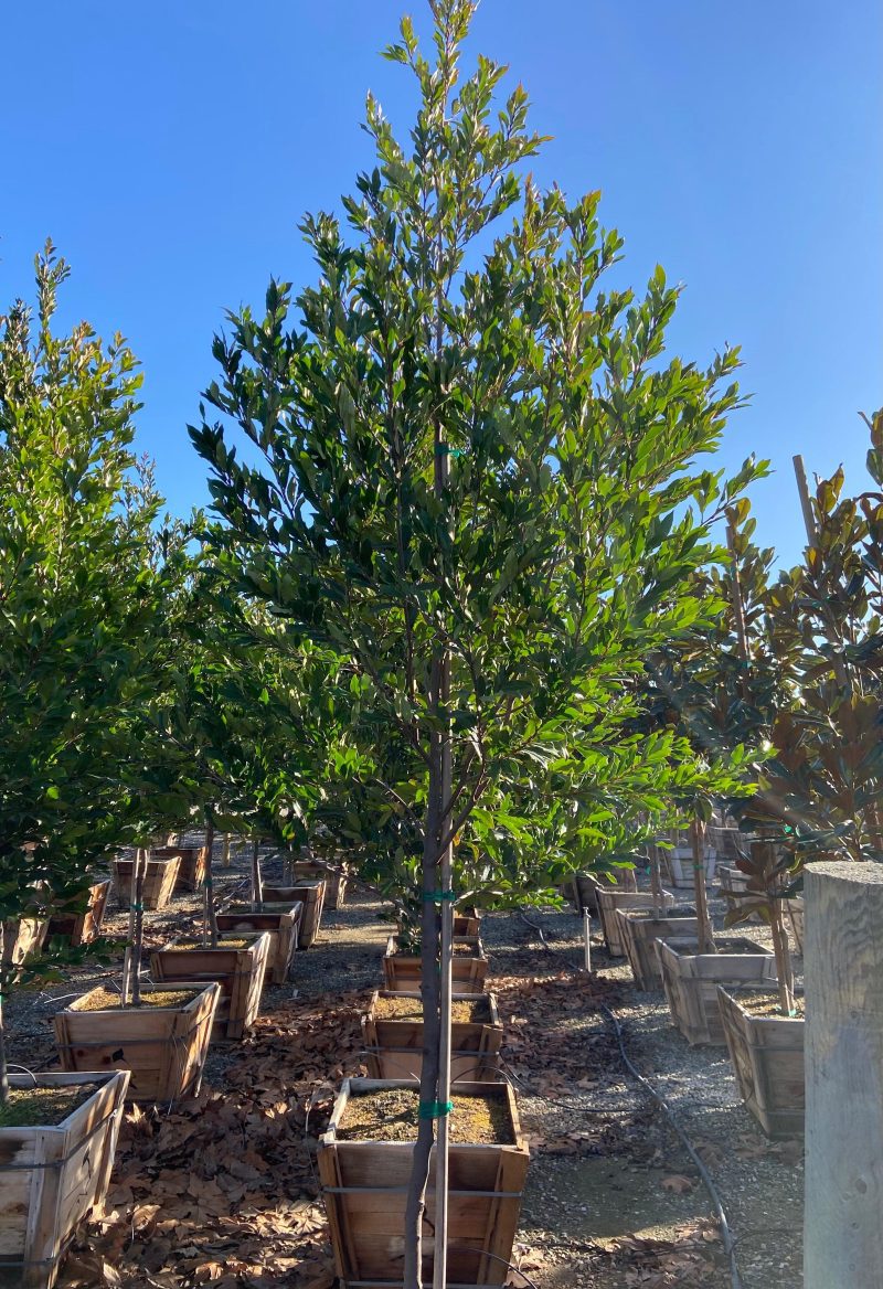 Carolina Cherry Laurel (Prunus Caroliniana) - Pulled Nursery