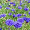 Centaurea Cyanus 'Blue Boy' - Pulled Nursery